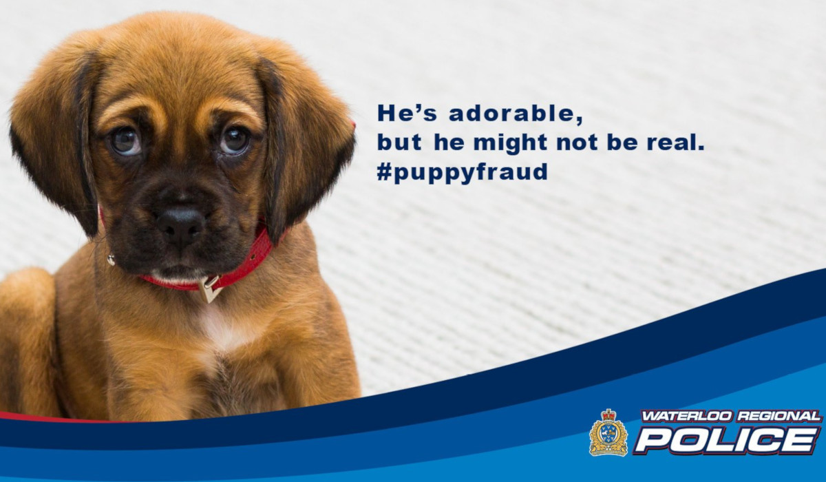 Waterloo Regional Police are warning the public of several online scams, including one involving puppies.