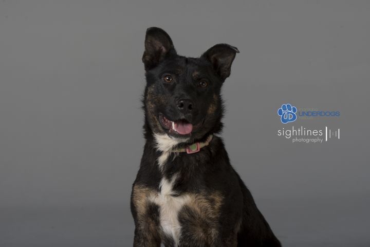 Roxy is looking for a forever home.