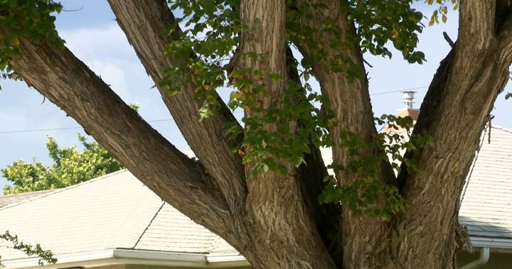 Saskatoon warns of scam calls offering for tree removals