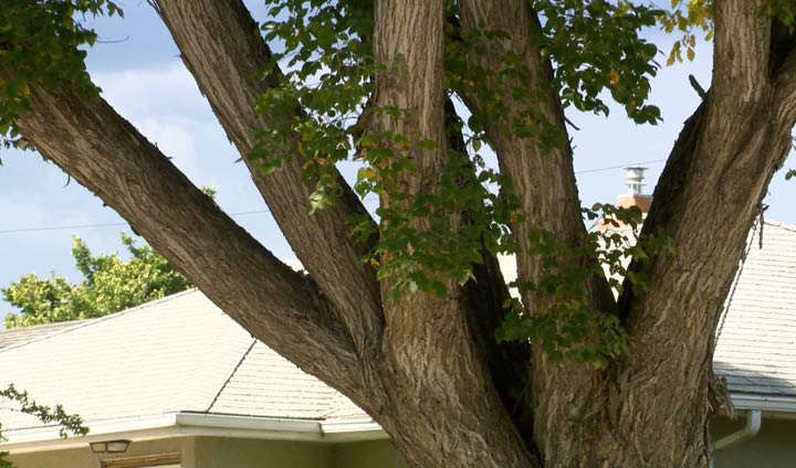 The City of Saskatoon is warning residents of a tree removal scam sweeping across the city.