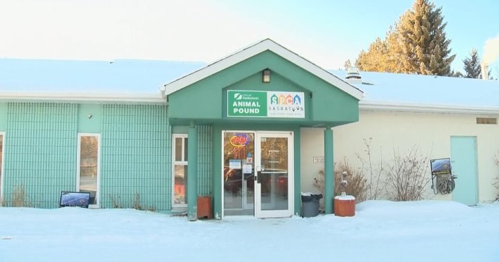 Saskatoon SPCA asks city for new funding structure to stay open next year