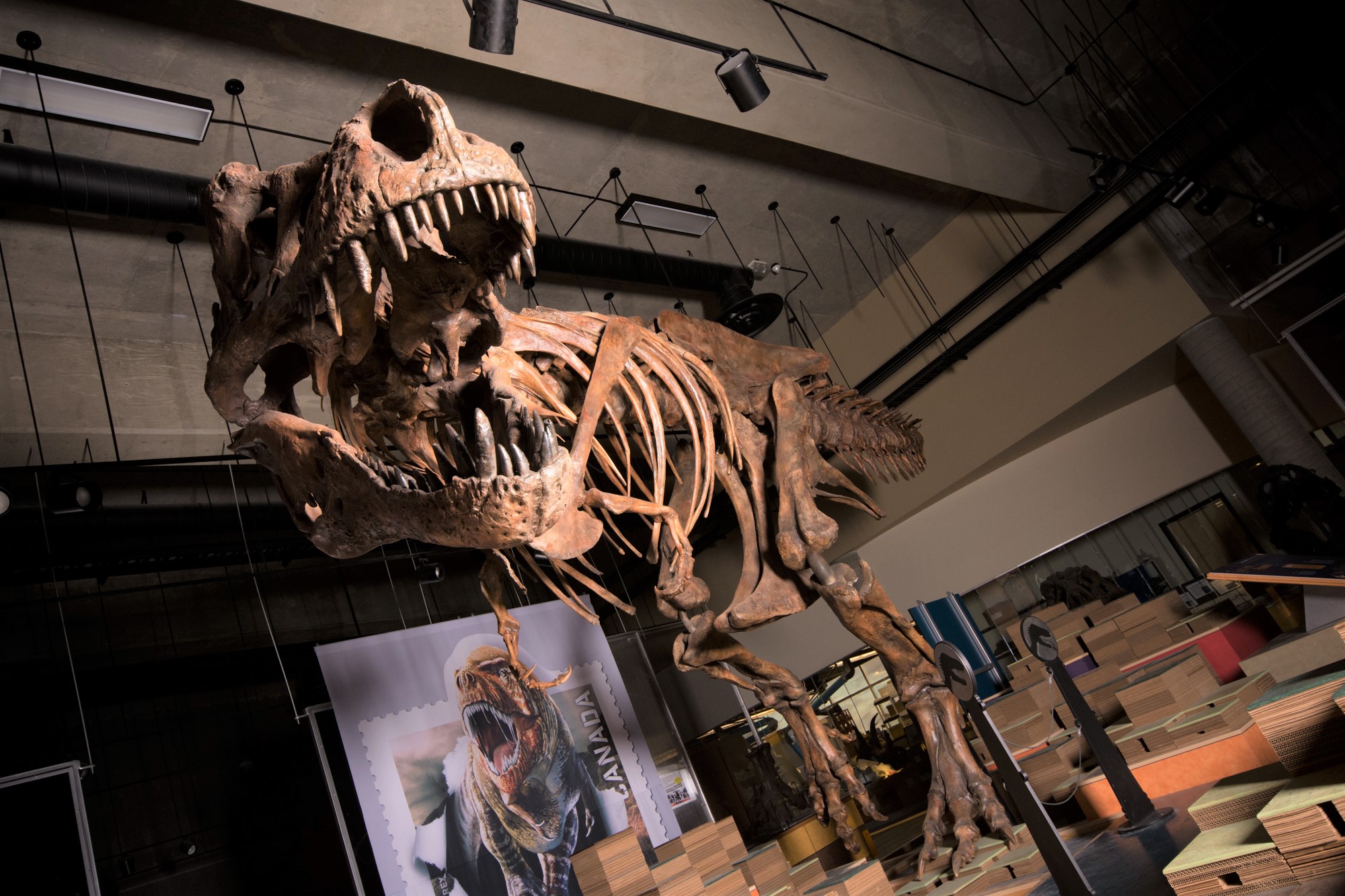 Alberta paleontologists confirm 'Scotty' is world's biggest
