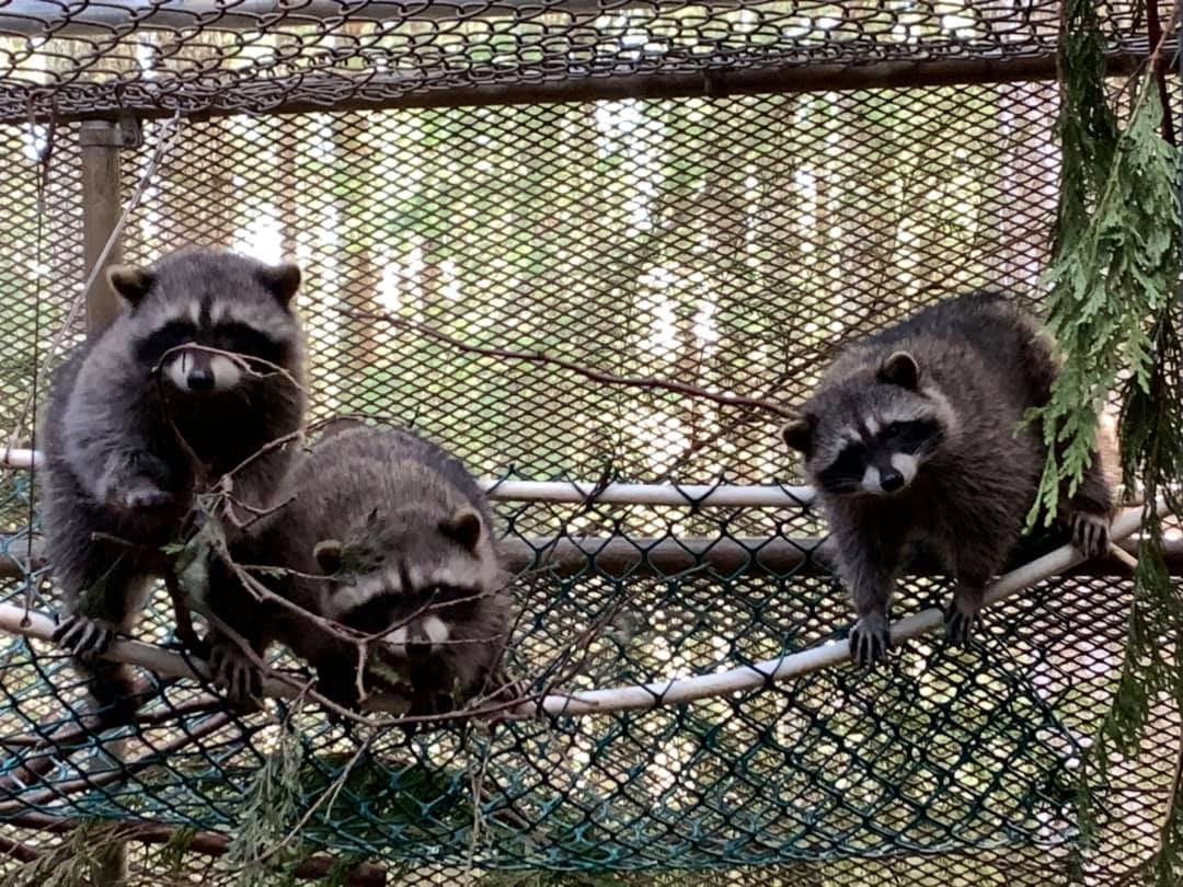 Provincial police say they're being ``inundated'' with calls to deal with masked bandits at homes in Norfolk County.