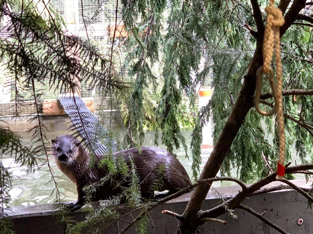 Since it opened in 1997, Wild ARC has helped more than 45,000 wild animals including otters.