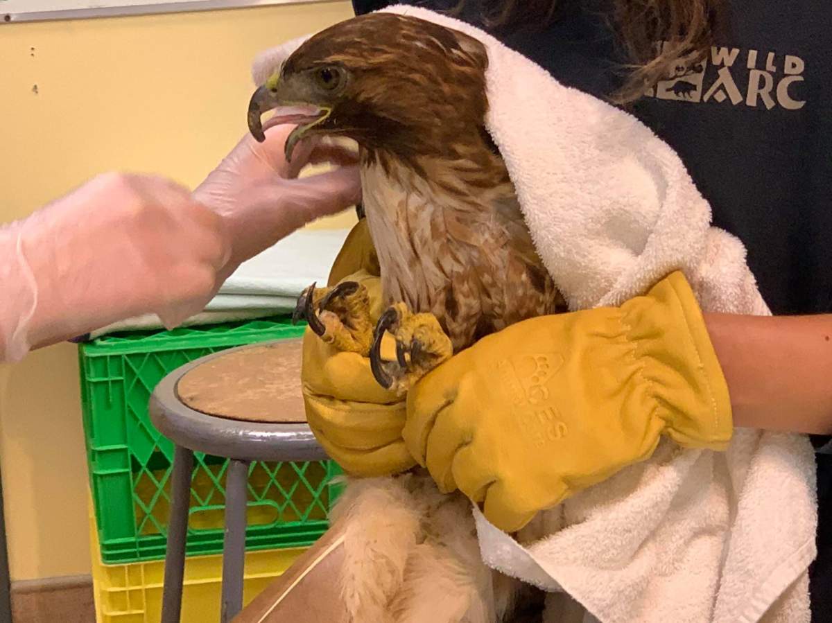 Birds, like this red-tailed hawk, account for about 70 per cent of the patients that end up at Wild ARC.