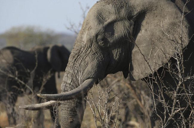 An elephant walks through the bush at the Southern African Wildlife College on the edge of Kruger National Park in South Africa, Sept. 30, 2016.