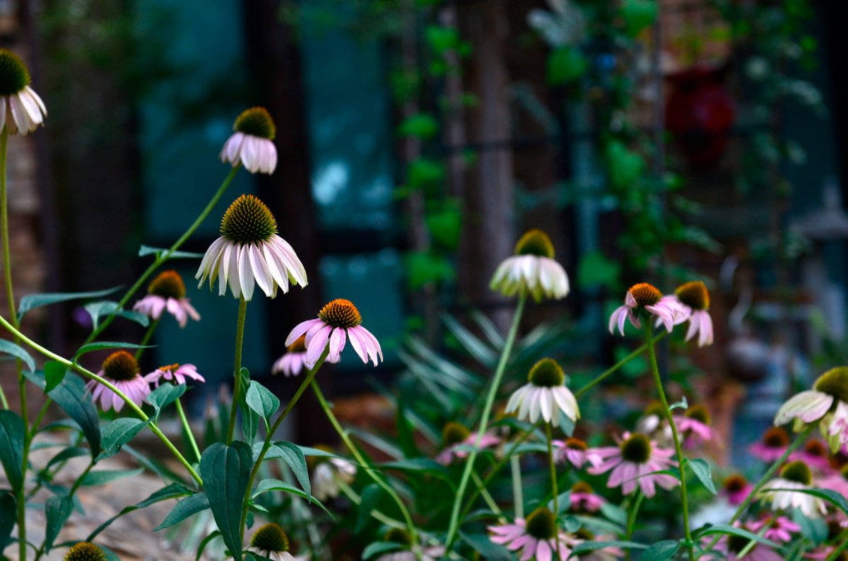 This July 11, 2017 photo shows Purple Coneflowers in a front yard garden in Dallas, Texas. (AP Photo/Benny Snyder).