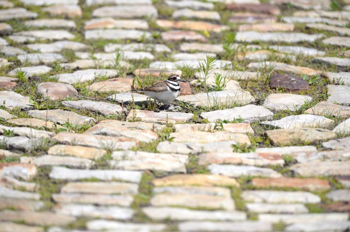 Eggs are seen below a nesting killdeer bird on a cobblestone path on the site of the Ottawa Bluesfest music festival, next to the Canadian War Museum in Ottawa on Monday, June 25, 2018.