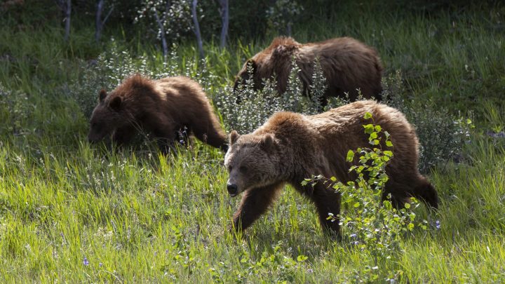 Grizzlies are seen in Banff National Park, Alta., on  July 24, 2018. 