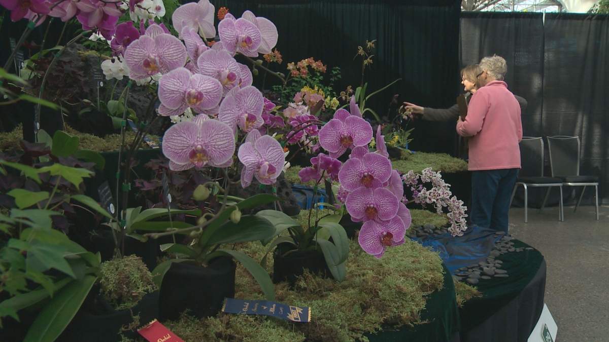 The 42nd Annual Orchid Fair is April 5-7 at the Enjoy Centre in St. Albert.