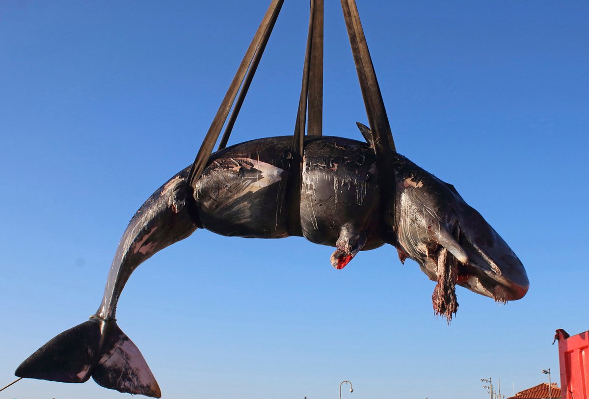 In this photo taken on Friday, March 29, 2019 and provided by SEAME Sardinia Onlus, a whale is lifted up onto a truck after being recovered off Sardinia island, Italy. 