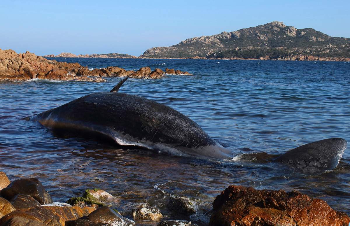 In this photo taken on Thursday, March 28, 2019 and provided by SEAME Sardinia Onlus, a dead whale lies in the water in Porto Cervo, Sardinia, Italy.