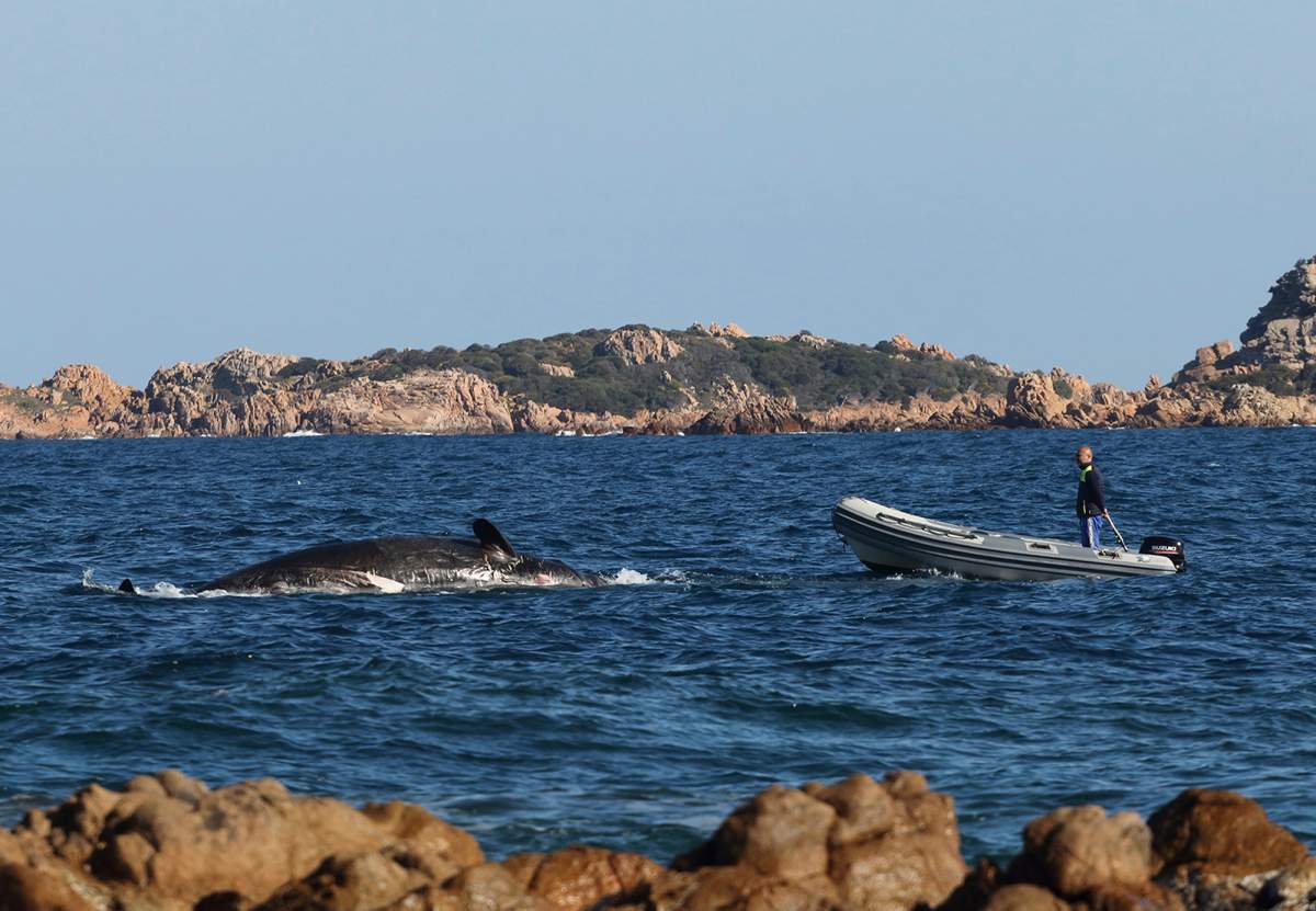 In this photo taken on Thursday, March 28, 2019, provided by SEAME Sardinia Onlus, a dead whale is approached by a dinghy boat in Porto Cervo, Sardinia, Italy.