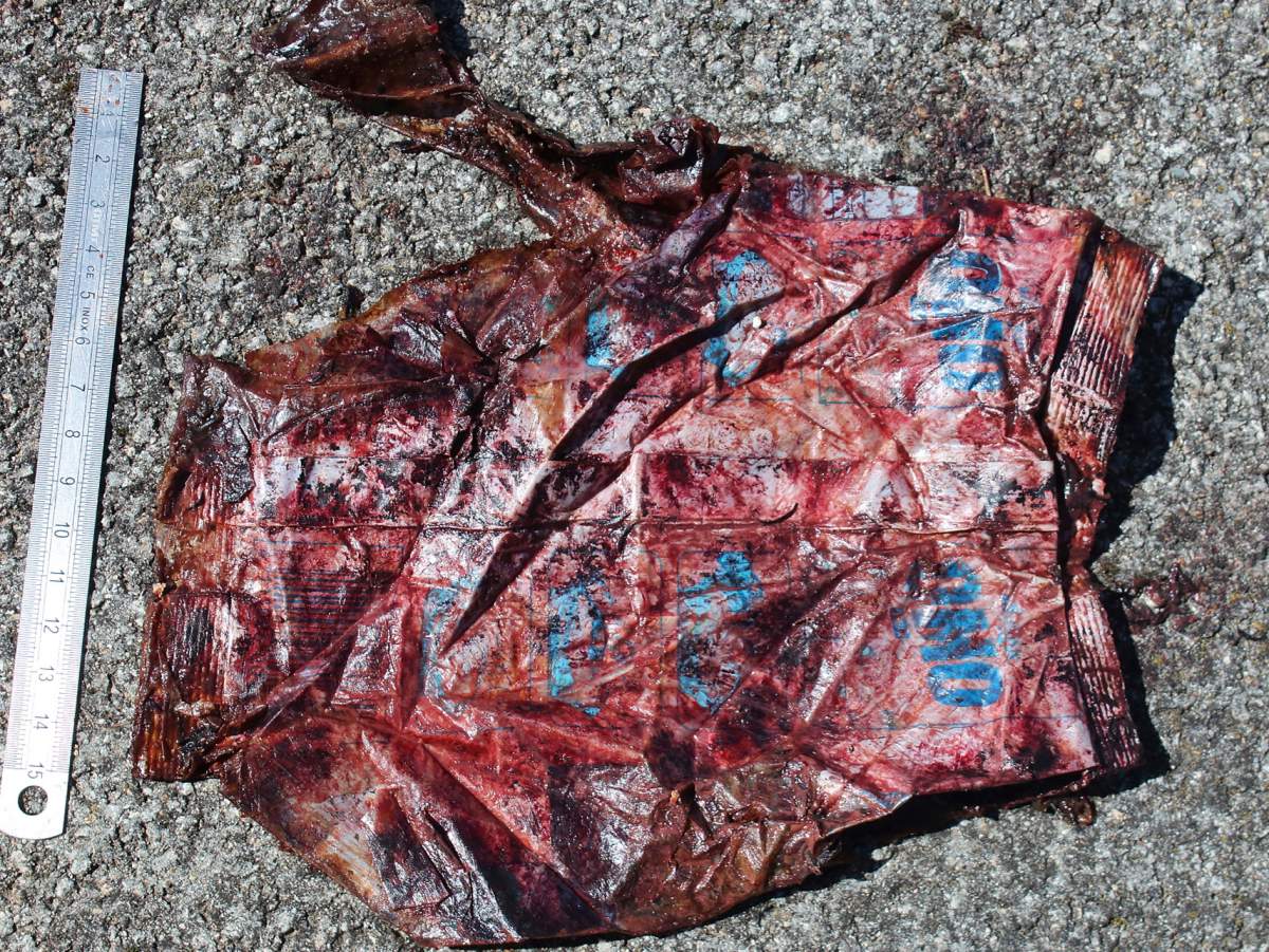 This photo taken on Saturday, March 30, 2019, provided by SEAME Sardinia Onlus, shows plastic recovered from the belly of a whale in Porto Cervo, Sardinia, Italy.