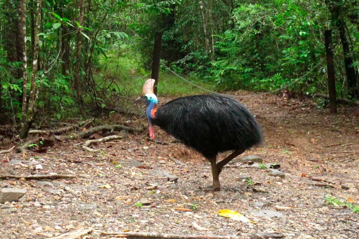 FILE - In this June 30, 2015, file photo, an endangered cassowary roams in the Daintree National Forest, Australia.