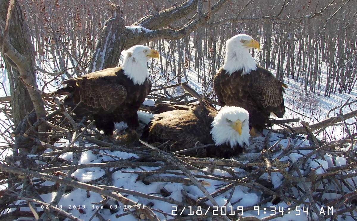 In this Feb. 18, 2019 still photo from video provided by the Stewards of Upper Mississippi River Refuge. in Thompson, Ill., shows two males Valor I and Valor II and one female bald eagle, Starr, center, sharing a nest of eggs along the Upper Mississippi River near Fulton, Illinois. 