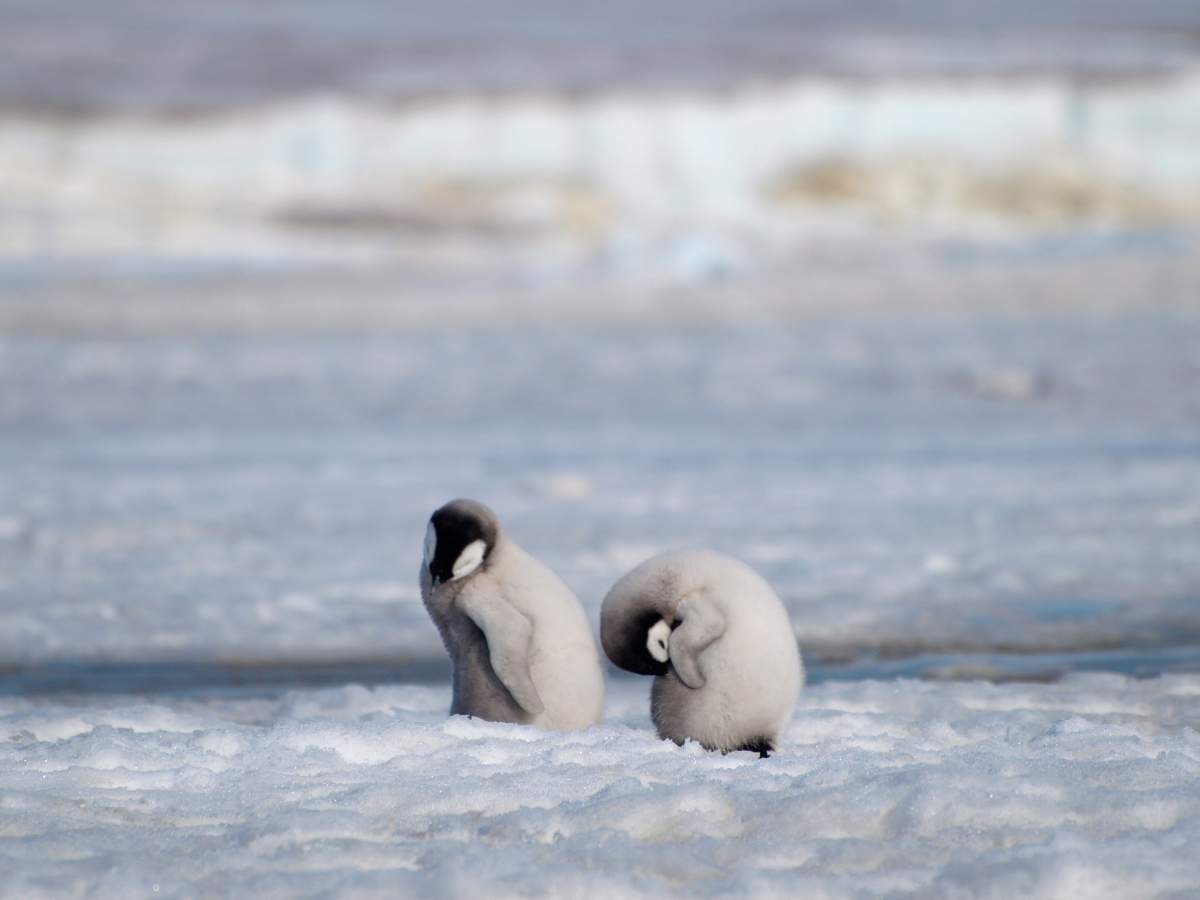 This 2010 photo provided by the British Antarctic Survey shows emperor penguin chicks at Antarctica’s Halley Bay. A new study finds that since 2016 there are almost no births at Halley Bay, the second biggest breeding ground for emperor penguins.