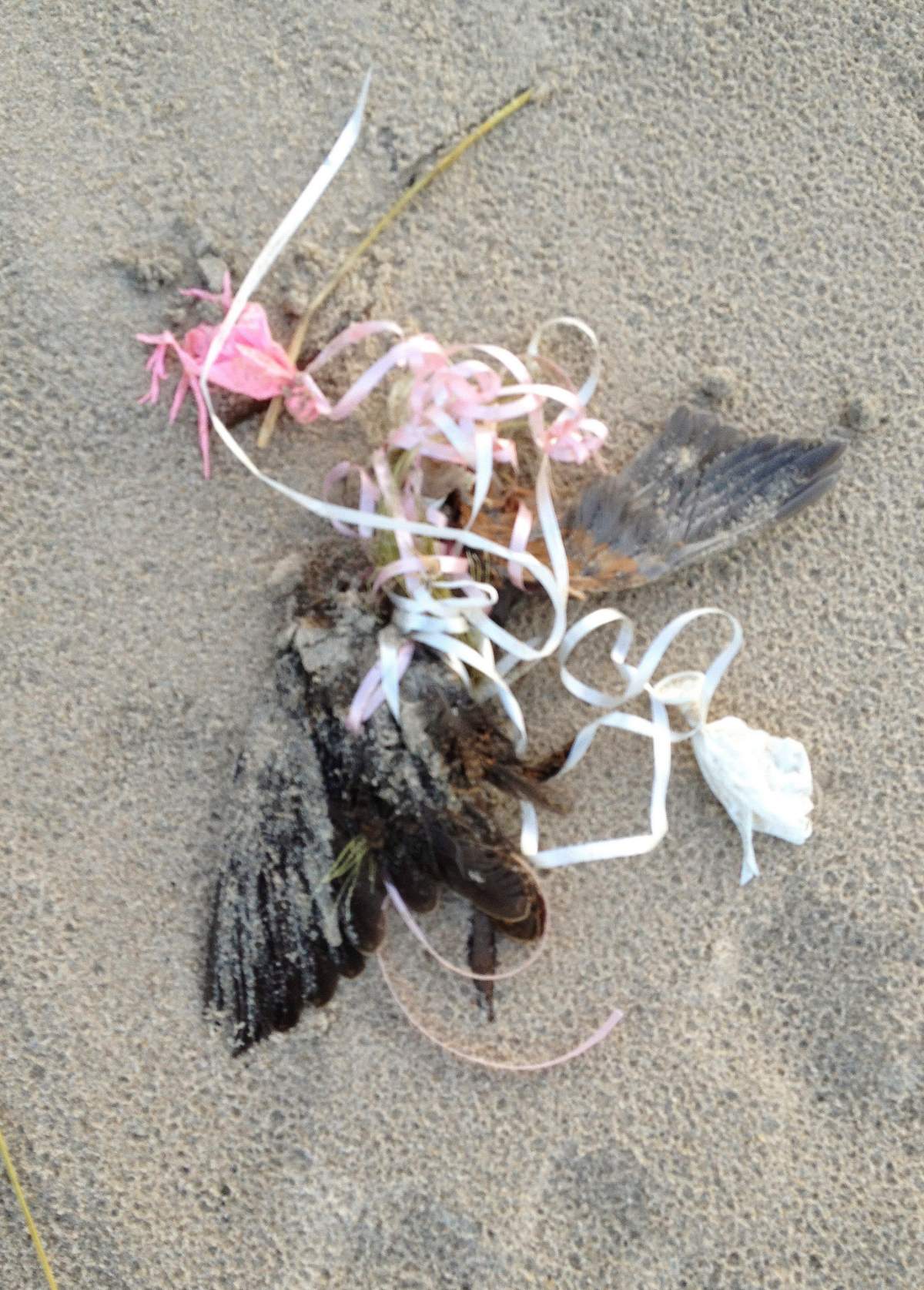 In this Nov. 21, 2012 photo provided by David Gurniewicz, a dead bird lays entangled with a cord attached to the remains of a pink balloon on the shore of Lake Michigan at Indiana Dunes National Park in Porter, Ind.