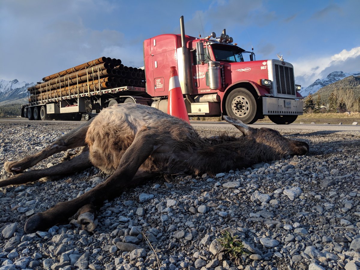 Several elk were found dead along the Trans-Canada Highway through Canmore, Alta. on Sunday, April 29, 2019. It has renewed calls for wildlife fencing through the mountain town. 