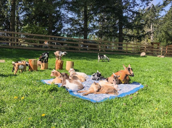A farm in Ladysmith, B.C., is pleading for the return of a baby goat they say was stolen over the weekend.