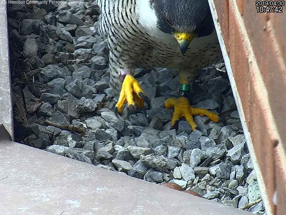 The baby watch has begun in Hamilton for its Peregrine Falcon residents.