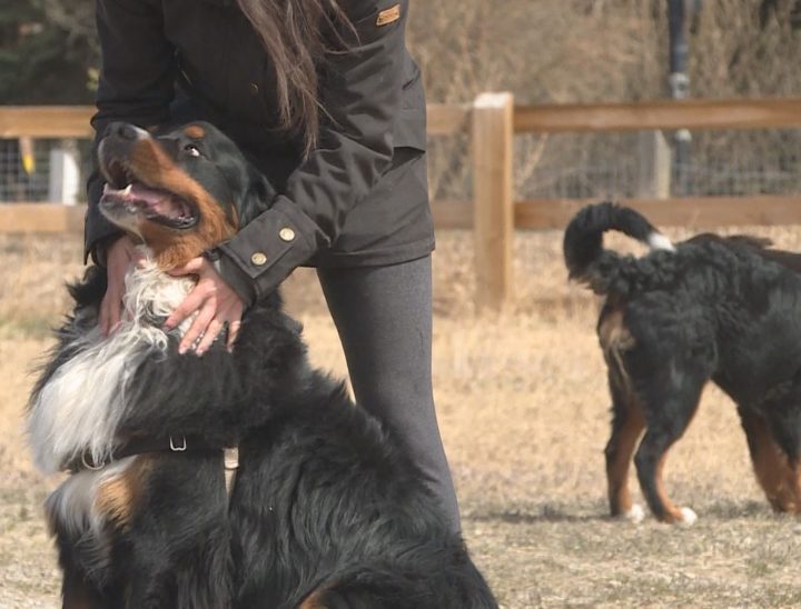 IN PHOTOS Bernese mountain dogs roam Calgary park Calgary