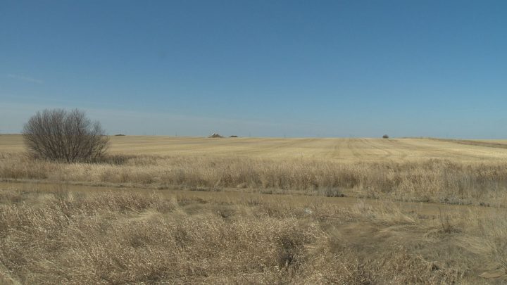 The bison will eventually roam a total area of 240 hectares at Wanuskewin Heritage Park.