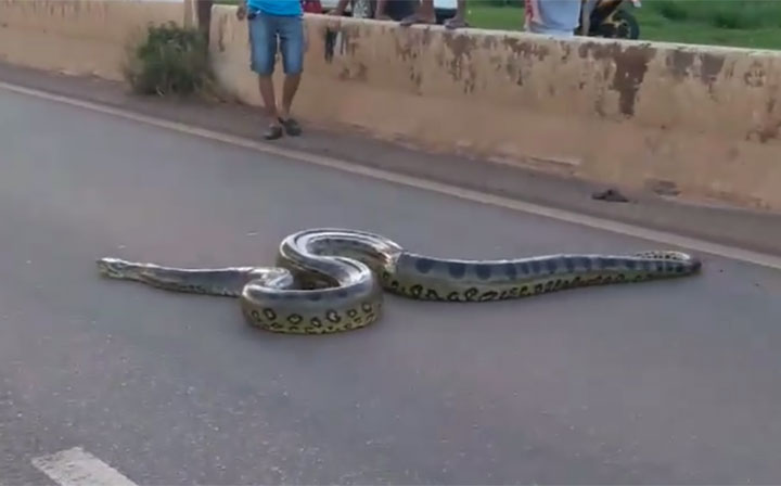 People stop Brazil traffic to allow massive anaconda cross a road -  National | Globalnews.ca