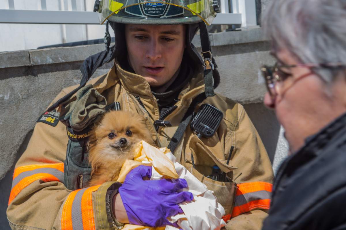 Longueuil firefighters managed to rescue a small dog after a water main break in Brossard.