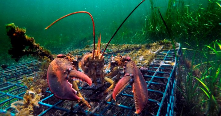 2 more N.S. Mi’kmaq communities strike deals with Ottawa to set lobster traps