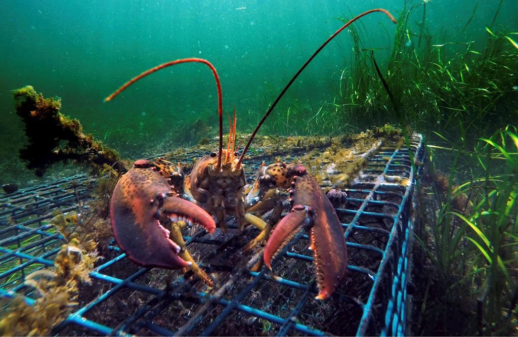 FILE - In this Sept. 5, 2018 file photo, a lobster walks over the top of a lobster trap off the coast of Biddeford, Maine.