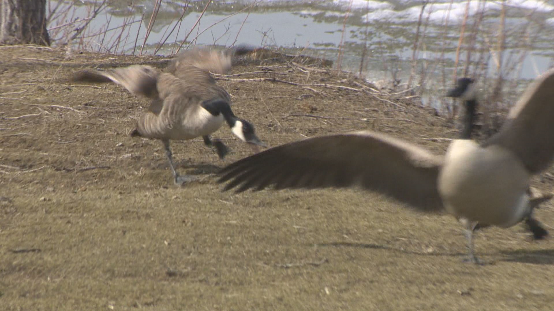 Canada goose bird hissing sale