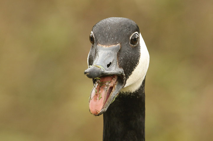 Canada goose sale kills university