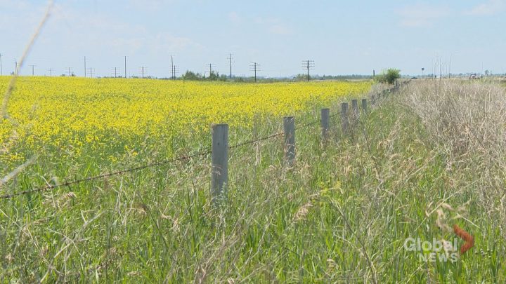 Canadian farmers reported planting 21.4 million acres of canola this year, which is down 4.7 per cent from 2021.