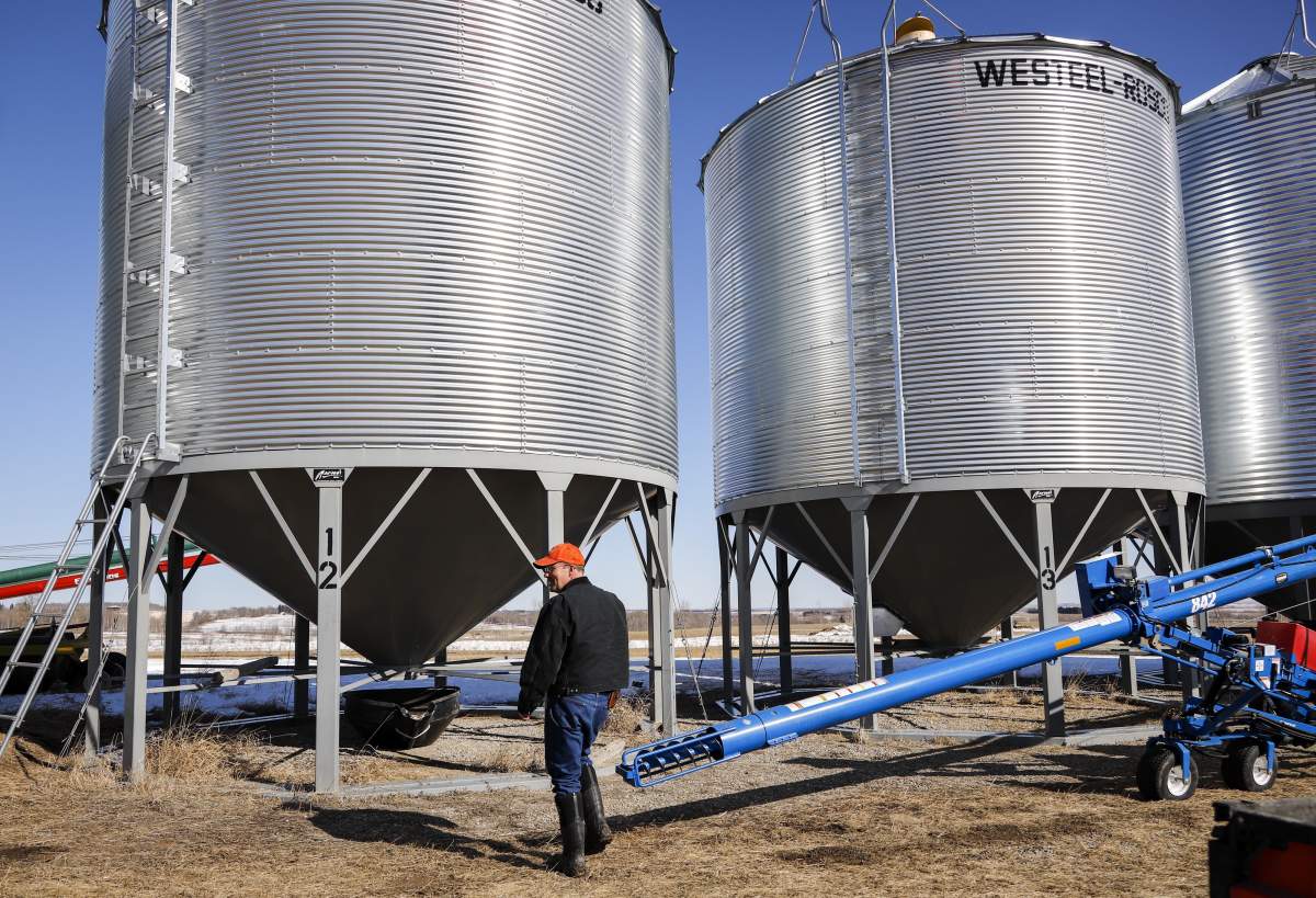 Canola grower David Reid checks on his storage bins full of last year's crop of canola seed on his farm near Cremona, Alta., Friday, March 22, 2019.