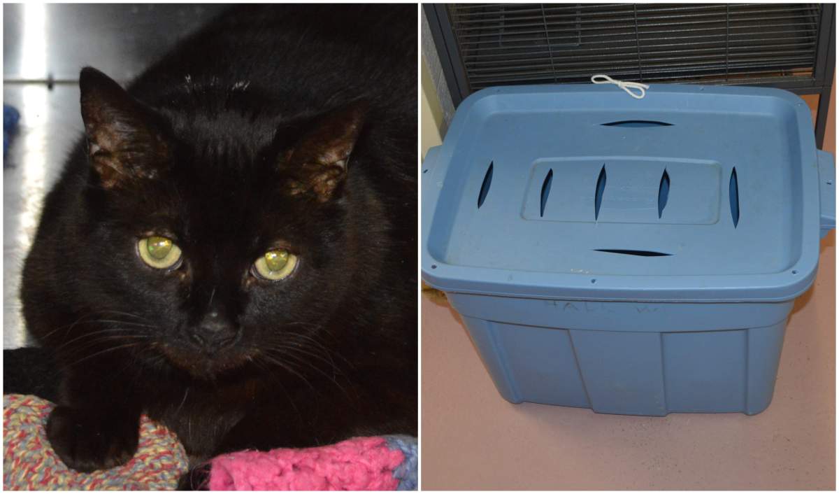 The Guelph Humane Society says a black cat was found trapped in a tote bin on the side of the road on Monday afternoon. 