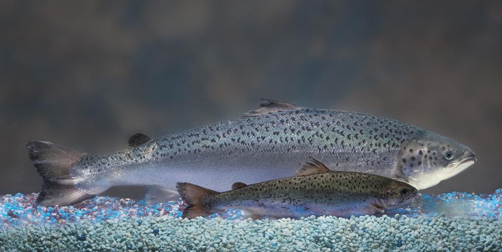 This handout photo provided by AquaBounty Technologies shows two same-aged salmon, a genetically modified salmon, rear, and a non-genetically modified salmon, foreground. As trangenic salmon raised in Prince Edward Island are poised for the leap to Canadian grocery shelves, traditional producers are pondering how to set their farmed fish apart.