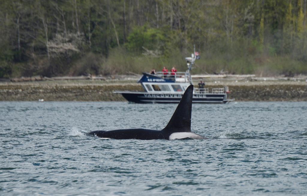 A Bigg's killer whale is shown in Vancouver in this recent handout photo.