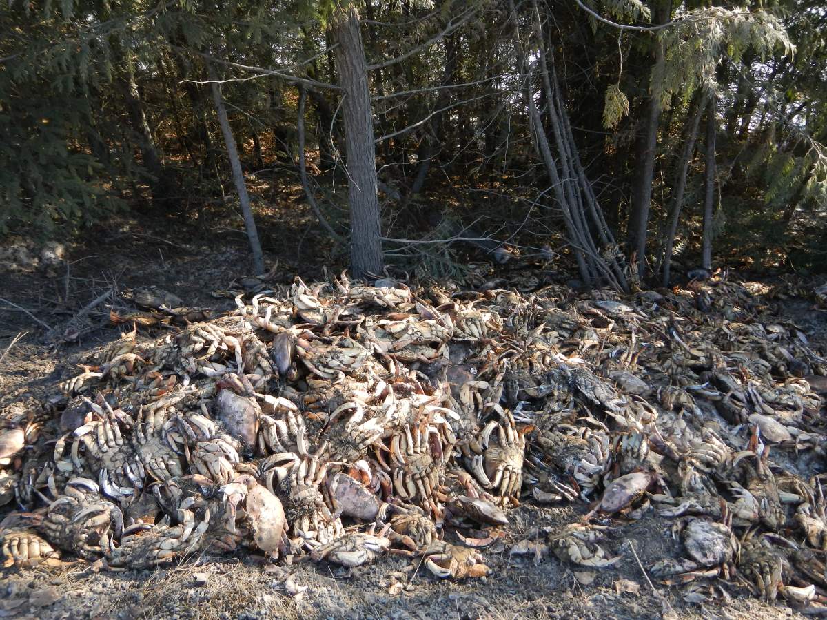 Fisheries officials estimate some 250 Dungeness crabs were illegally dumped near Hazelton earlier this month. 