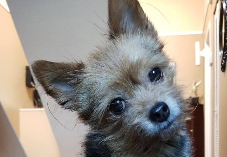 Mya, a Yorkie Chihuahua, was killed after a dog ran out of an open gate and attacked her, the dog's owner said on Facebook.