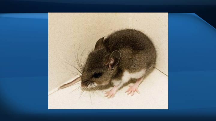 People can be at risk of contracting hantavirus if they come into contact with deer mice, according to the Saskatchewan Health Ministry.