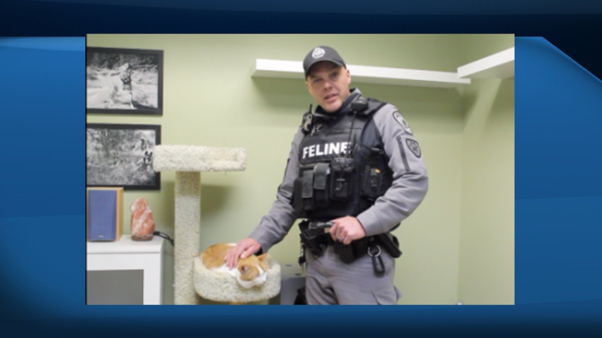 On April 1, Hamilton police Const. David Kerkhof said its new feline unit, will be the first in the country.