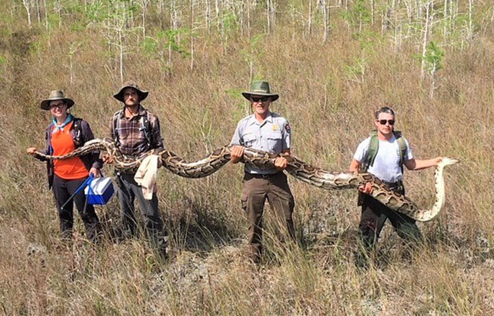 Officials at a South Florida wildlife preserve say they’ve captured the largest python ever found in the park.