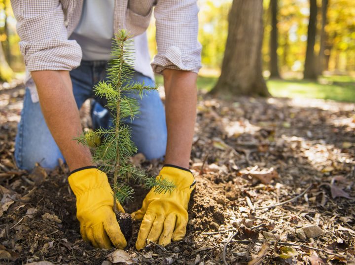 Guelph students will be planting 1,500 trees on Oct. 4 in an effort to protect Guelph's water supply.