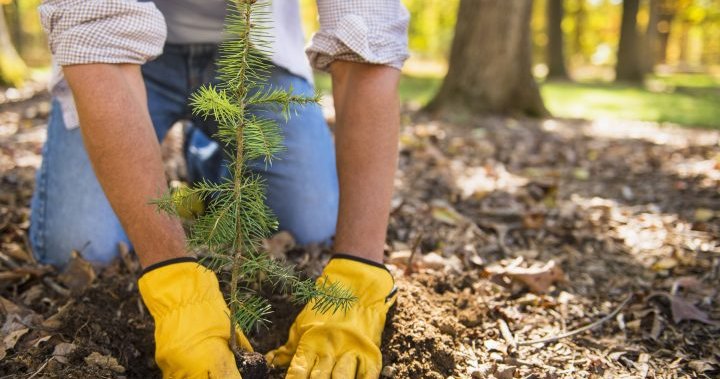 Британска Колумбия празнува 10 милиарда дървета засадени в провинцията B C започна