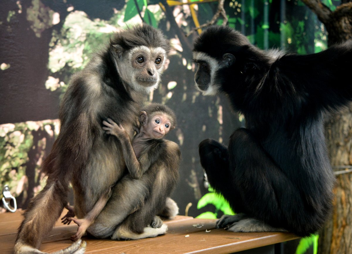 The zoo's young gibbon family.