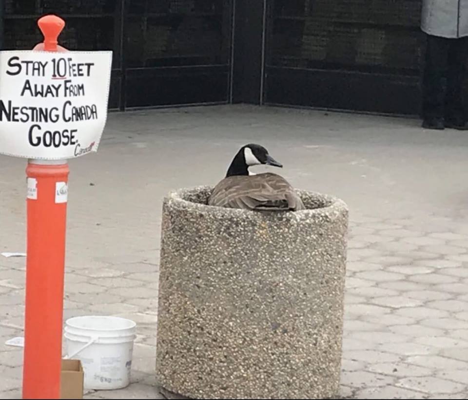 A goose nesting in the parking lot of a Winnipeg business.