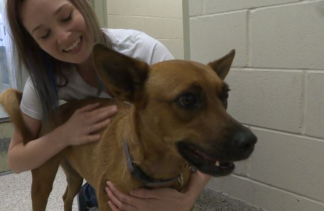 Humane Society of Durham Region desperate for foster families - image