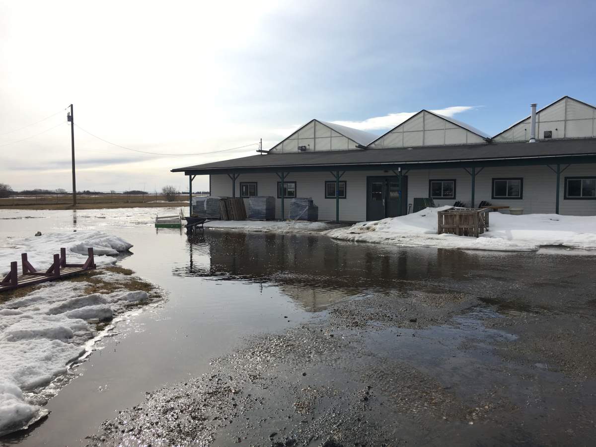 IN PHOTOS: Spring runoff floods Morinville greenhouse - Edmonton ...