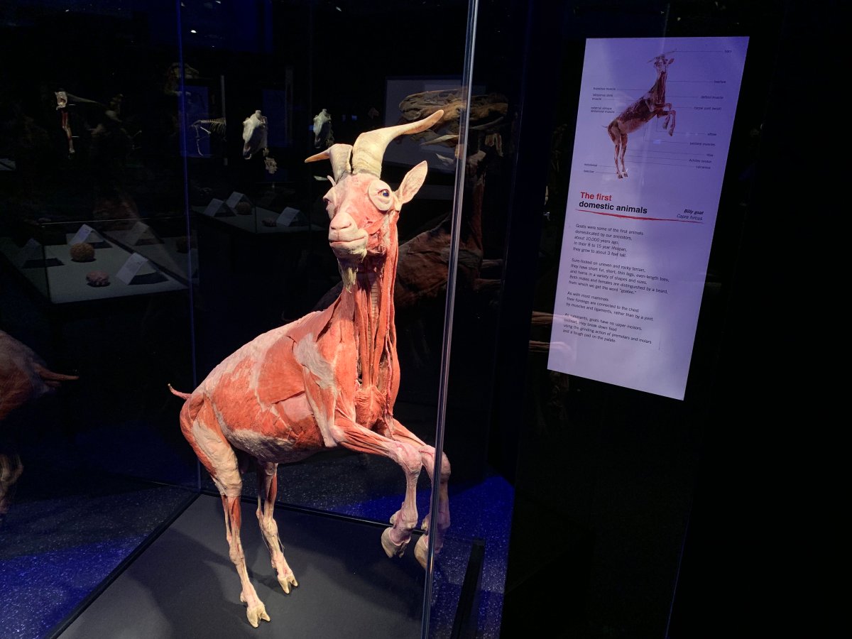 Animal Inside Out exhibit opens at the Manitoba Museum.